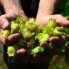 A handful of hazelnuts harvested by Nutwood Farm co-owner Kalyan Uprichard. Photo by Erik Hoffner for Mongabay.