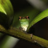 A frog in Peruvian Amazon.