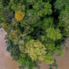 Amazon rainforest canopy. Photo credit: Rhett A. Butler / mongabay