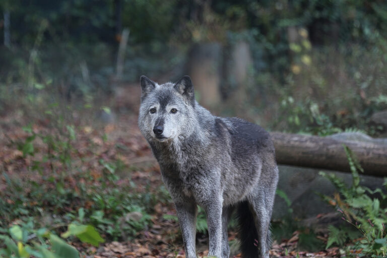 Wolf. Photo credit: Rhett A. Butler