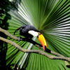 Toco toucan (Ramphastos toco). Photo credit: Rhett A. Butler