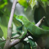 Fiji banded iguana (Brachylophus fasciatus). Image by Rhett Butler for Mongabay.