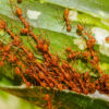 Red ants forming chains.