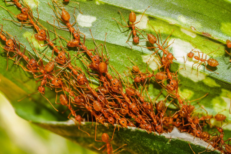 Red ants forming chains.