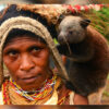A baby tree kangaroo on a community chief's wife's shoulder.