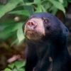 Sun bear