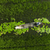 Rice farmers in Vietnam
