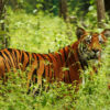 A Bengal tiger in Nepal's Chitwan National Park.