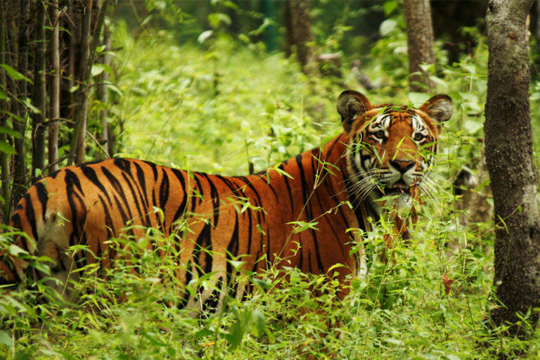 A Bengal tiger in Nepal's Chitwan National Park.