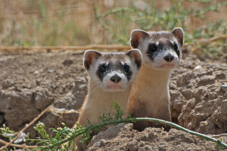 Endangered black-footed ferrets (Mustela nigripes). Image courtesy of Kimberly Fraser/USFWS.