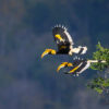 Hornbills — the so-called “farmers of the forest” in Africa and Asia — move more than 700 plant species up to 11 km (7 mi) in a day.