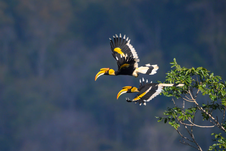 Hornbills — the so-called “farmers of the forest” in Africa and Asia — move more than 700 plant species up to 11 km (7 mi) in a day.