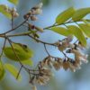 Rosewood flowering