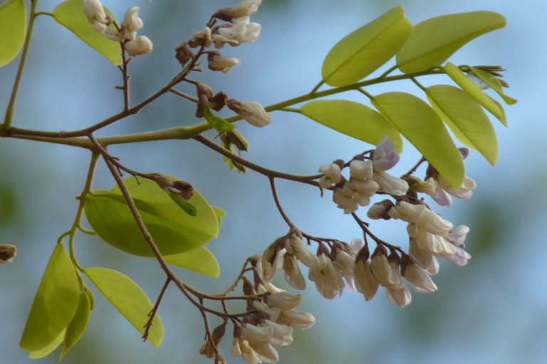 Rosewood flowering