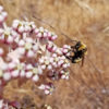 Crotch’s bumble bee (Bombus crotchii) on milkweed flowers