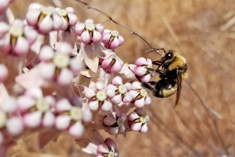 Crotch’s bumble bee (Bombus crotchii) on milkweed flowers