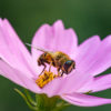 A bee on a flower.