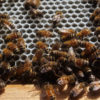 Worker bees cluster on the honeycomb to eat and deposit nectar. Photo by Jude Coleman