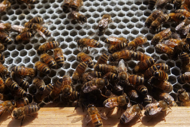 Worker bees cluster on the honeycomb to eat and deposit nectar. Photo by Jude Coleman