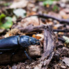 A black beetle.