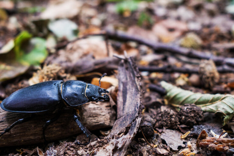 A black beetle.