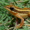 A Bengal whipping frog (Polypedates taeniatus).
