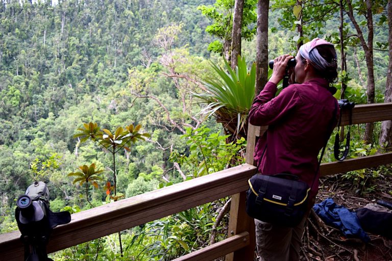 A young birder from the United States, Heather Levy, scanning for imperial parrots at a viewpoint in Dominica’s Morne Diablotin National Park. Image by Peter Kleinhenz for Mongabay.