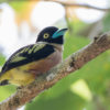 Black-and-yellow broadbill (Eurylaimus ochromalus), a near threatened bird species recorded during point count surveys in an agroforestry orchard in Rembau, Malaysia.
