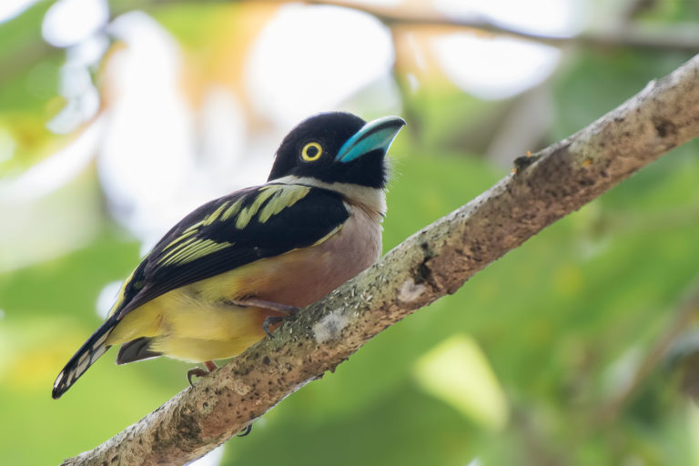 Black-and-yellow broadbill (Eurylaimus ochromalus), a near threatened bird species recorded during point count surveys in an agroforestry orchard in Rembau, Malaysia.