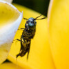 A black soldier fly.