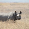 South-central black rhino standing in tawny grass. Image by Yoky via Wikipedia (CC BY-SA 3.0)