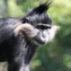 A close shot of a black mangabey monkey (Lophocebus.aterrimus) in 3/4 profile, showing off its grey whiskers and funky mohawk crest. Image by Nathan Rupert via Flickr (CC BY-NC-ND 2.0)