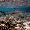 A blacktip reef shark (Carcharhinus melanopterus).