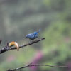 A blue-grey tanager