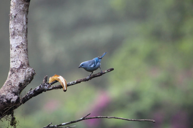 A blue-grey tanager