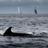 A dolphin swims a little distance away from the race.