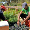 Bôndy nurserymen tending to young eucalyptus