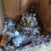 A boreal owl, a single-brooded species.