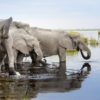 A herd of elephants gets a drink in Botswana. Image by Roger Borgelid for Mongabay.