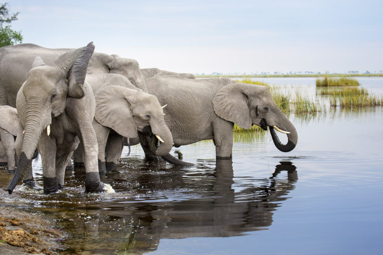 A herd of elephants gets a drink in Botswana. Image by Roger Borgelid for Mongabay.