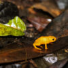 A Brachycephalus ephippium on leaves