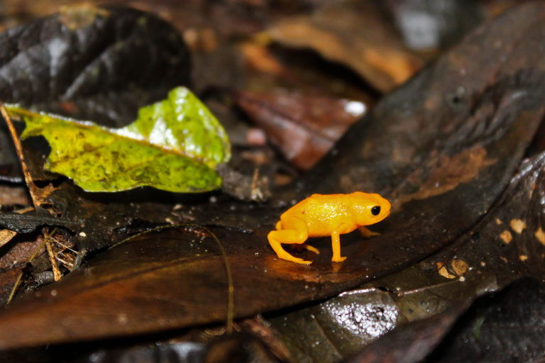 A Brachycephalus ephippium on leaves