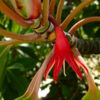 Flower of the large-leafed orange mangrove (Bruguiera gymnorrhiza)