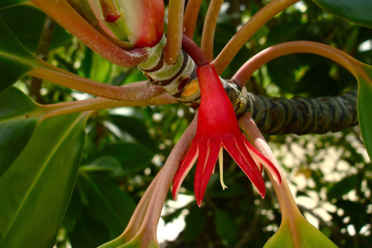 Flower of the large-leafed orange mangrove (Bruguiera gymnorrhiza)