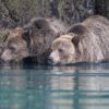 Grizzly bear in British Columbia, Canada. Image courtesy of Anthony Bucci.