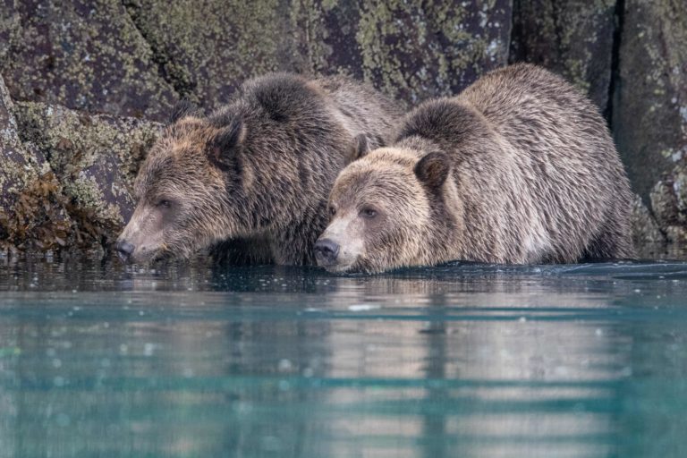 Grizzly bear in British Columbia, Canada. Image courtesy of Anthony Bucci.