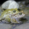 Two natterjack toads (Epidalea calamita) in mating position. Image courtesy of Christoph Bühler.