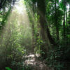 Rainforest in Sumatra. Photo credit: Rhett A. Butler / Mongabay