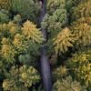 Road through a Redwood forest in Northern California. Photo credit: Rhett A. Butler / Mongabay