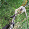 A capped langur crosses a canopy bridge.